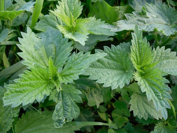 Nettle to prepare a medicinal decoction against varicose veins